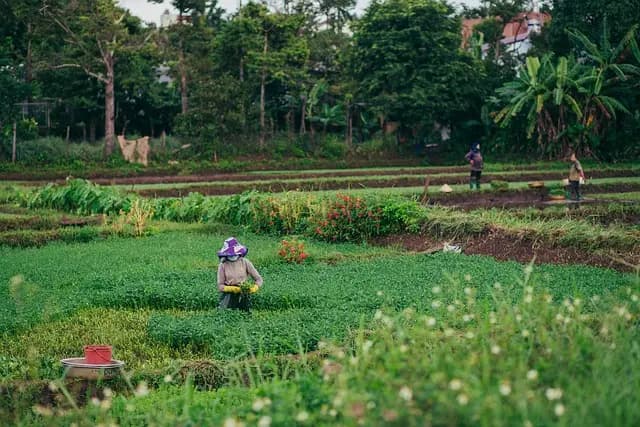 Come l'Intelligenza Artificiale Sta Trasformando il Settore Agricolo