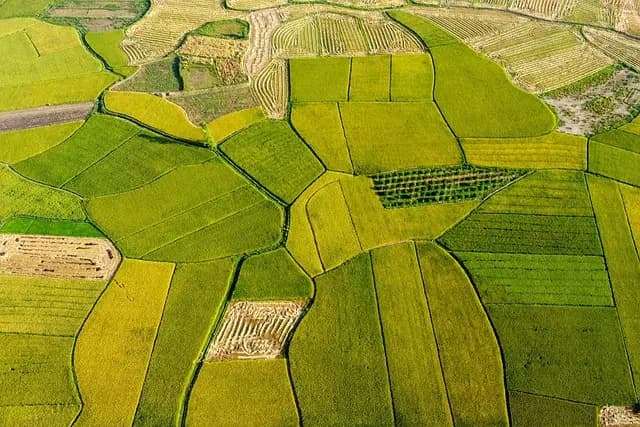 Come l'Intelligenza Artificiale Sta Rivoluzionando il Settore dell'Agricoltura